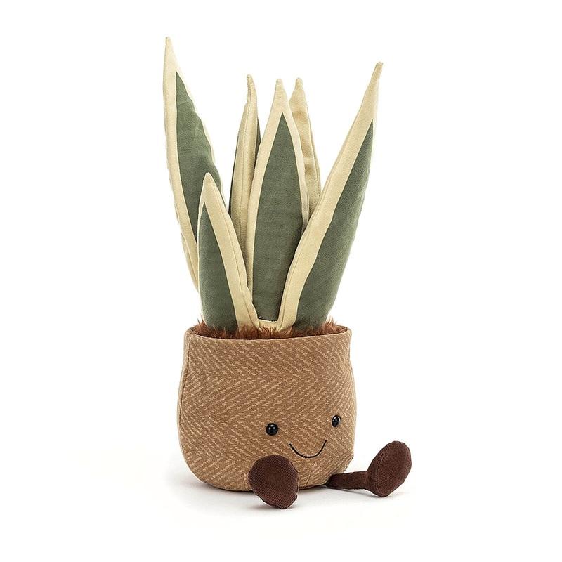 Amuseable Snake Plant