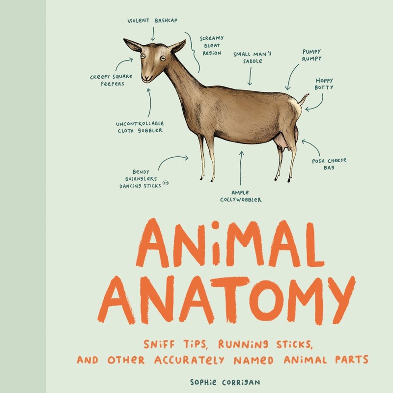 Animal Anatomy – Hardcover